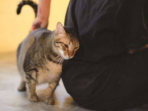 浪浪別哭保護ペットカフェは、保護された犬や猫が里親を待つ中継施設となっています。(写真/浪浪別哭)