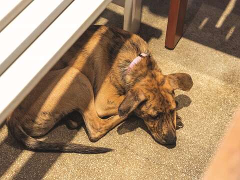 浪浪別哭で保護している犬や猫はすべてミックス種で、外見は様々ですが、いずれもかわいい見た目をしています。