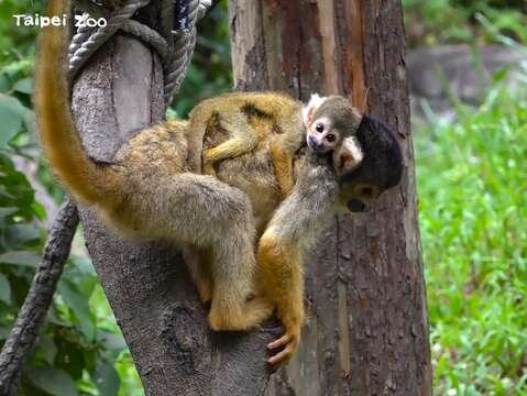 黑冠松鼠猴寶寶：要像我這樣緊緊地抱住媽媽才不會掉下去哦！