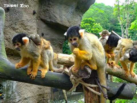 黑冠松鼠猴家族熱鬧滾滾，幾乎每隻雌猴的背上都可以看到仔猴