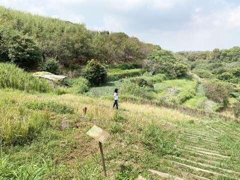漫步於梯田間，感受最原始的自然風光