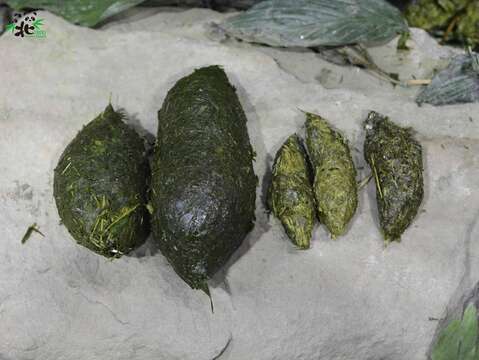 「圓寶」的糞便(右)已經跟成年貓熊一樣,呈現橢圓形紡錘狀,只是SIZE小了一號