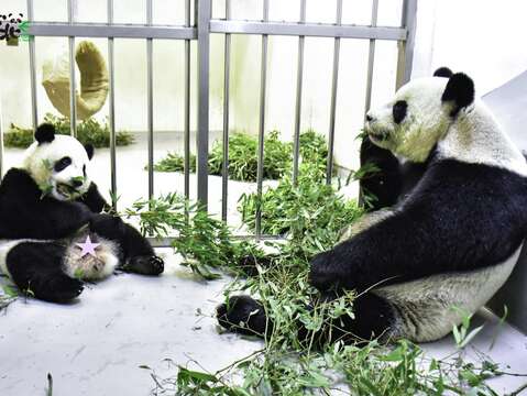 一大一小的「黑白雙熊」一起在竹葉堆旁吃竹葉,動作幾乎一模模、一樣樣
