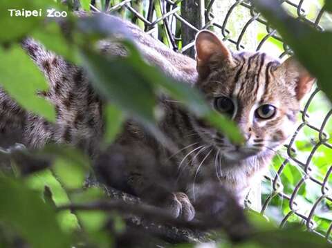 石虎の次男坊が台湾動物区の新居に引っ越し