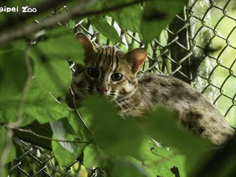 石虎の次男坊が台湾動物区の新居に引っ越し