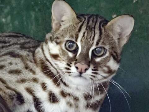 石虎の次男坊が台湾動物区の新居に引っ越し