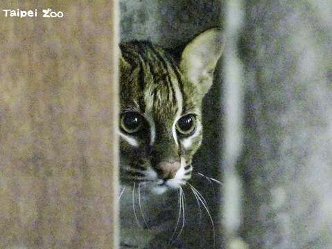 石虎の次男坊が台湾動物区の新居に引っ越し