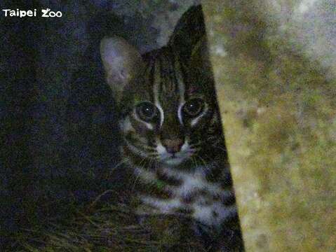 石虎の次男坊が台湾動物区の新居に引っ越し