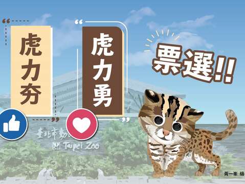 石虎の次男坊が台湾動物区の新居に引っ越し