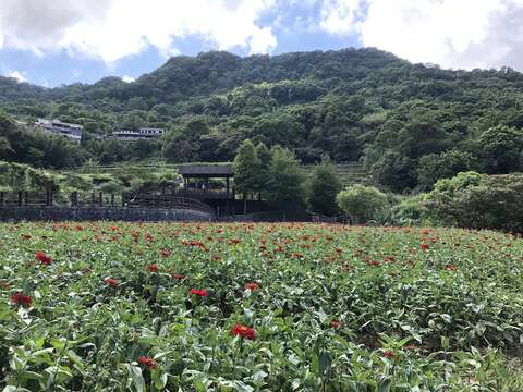 漫天紅色花海