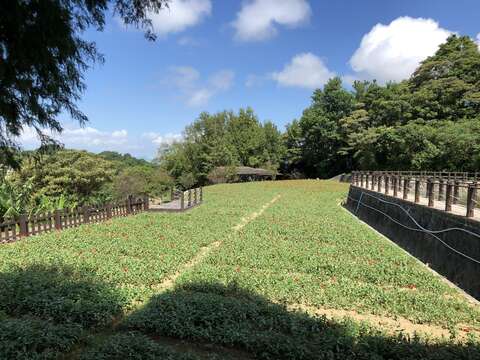 樟樹步道-百日草