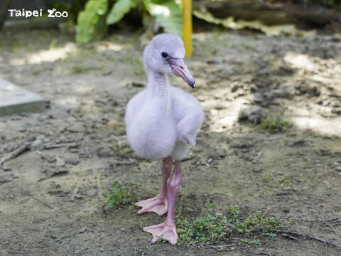 타이베이시립 동물원 – 아기새 돌보기 전격공개