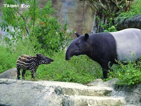 馬來貘的寶寶都有著斑點狀的斑紋，可以幫助牠們棲身在草叢中變得較不醒目（詹德川攝）