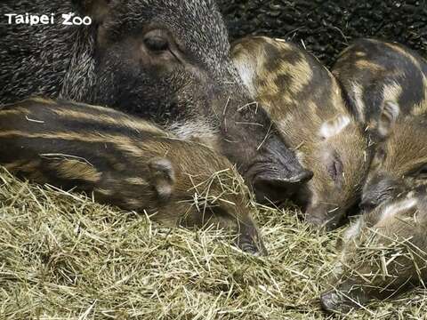 臺灣野豬寶寶身上的條紋和斑點形成保護色，可以幫助牠們躲過捕食者的眼睛