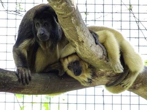 黑吼猴成年的公猴是黑色的，母猴跟幼猴則是一身金黃亮眼的毛色