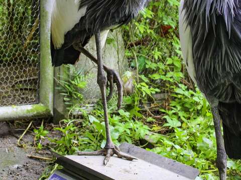 動物体重測定の秘密を大公開