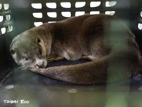 動物体重測定の秘密を大公開