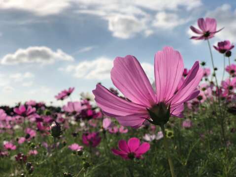 ​Guandu Sea of Flowers Showcase to Kick-off in Novemeber