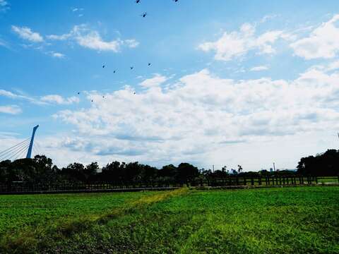 ​Guandu Sea of Flowers Showcase to Kick-off in Novemeber