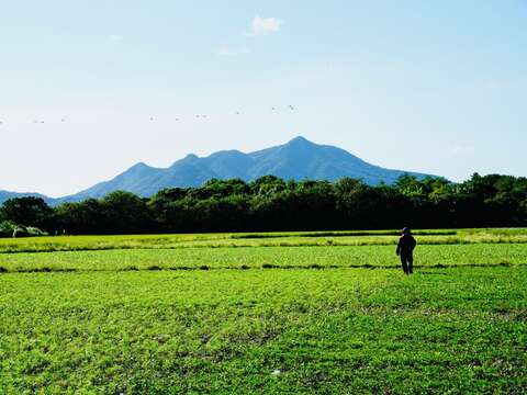 ​Guandu Sea of Flowers Showcase to Kick-off in Novemeber