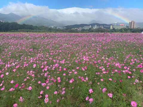 ​Guandu Sea of Flowers Showcase to Kick-off in Novemeber