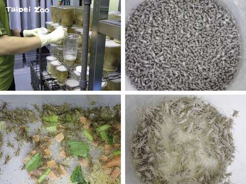 兩棲爬蟲動物館的蜥蜴、青蛙等,只吃會活體的物種,保育員先讓蟋蟀和果蠅裹滿營養粉,再配送給動物吃,就能達到補充特殊營養的目的