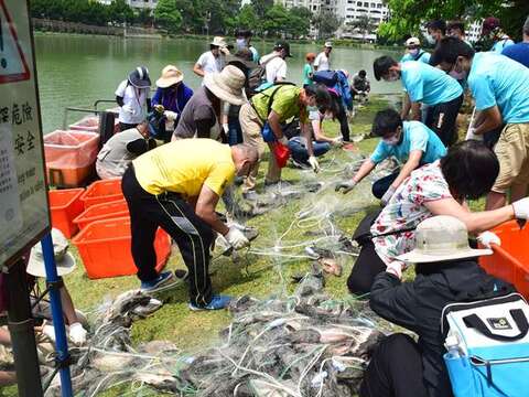 110年5月於碧湖公園移除外來魚種照片
