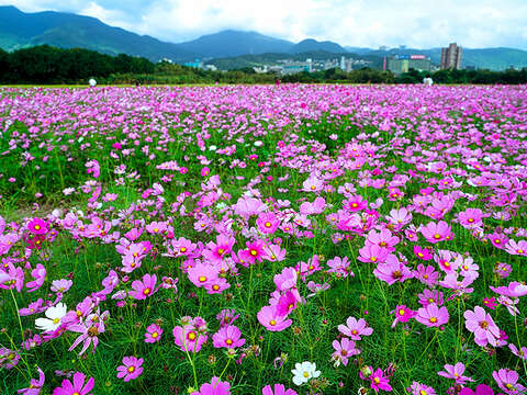 關渡秘境花海