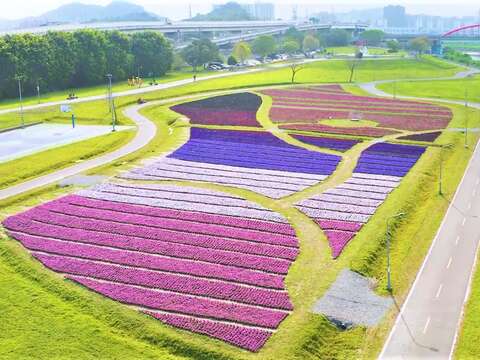 古亭河濱公園花海