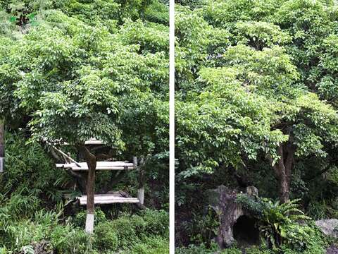 植栽們：希望今年冬天「圓仔」和「圓寶」可以手下留情！？