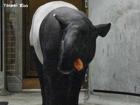 照養團隊觀察「Putri」喜歡吃紅蘿蔔和地瓜
