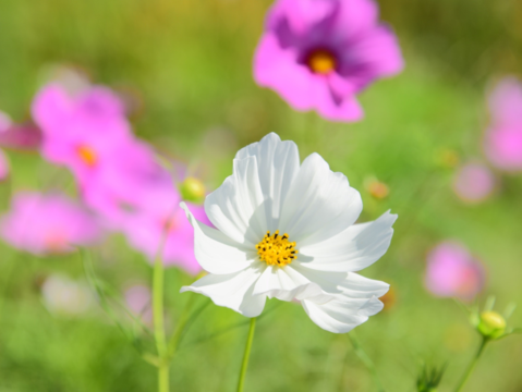 白波斯菊花語為純潔 (攝影：臺北市政府工務局)