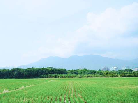 站在廣闊的關渡平原與七星山對望 (攝影：臺北市政府工務局)