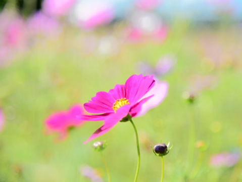 紅色波斯菊的花語是多情 (攝影：臺北市政府工務局)