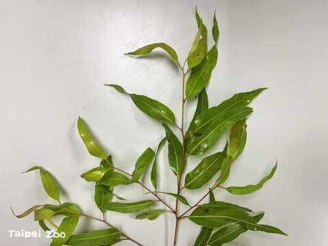 每種桉樹都有屬於自己的特別味道，搓揉葉片後便能知曉正確答案，像是檸檬桉似香茅味