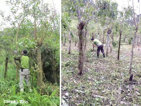 保育員一早抵達桉樹林，進行採收及維護作業，割草、修整枝條、施肥等都是每日的例行工作（林靜宜提供）