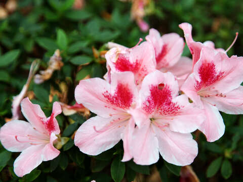 台北每年3至4月杜鵑花盛開