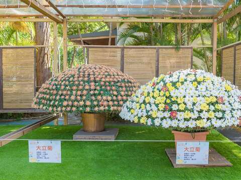 Shilin Residence Chrysanthemum Festival 2022