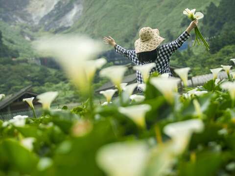竹子湖休閒農業區-浪漫花海