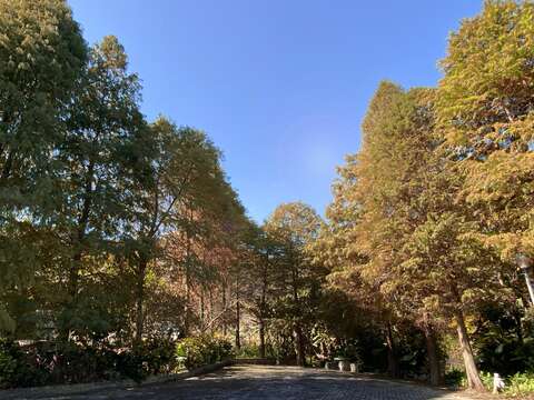 落羽松正逐步換上新裝