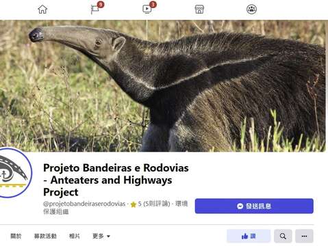 巴西的非營利組織「Institute for the Conservation of Wild Animals (ICAS)」致力於研究推廣大食蟻獸的保育，歡迎大家多多關注！（httpsbit.ly3cpccWK ）