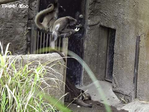 棕蜘蛛猴「屁孩集團」只要一逮到機會，就會去騷擾正在打盹的「口袋莎」
