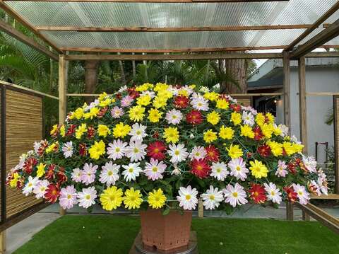 「轉動大立菊」讓你一年好運跟著來