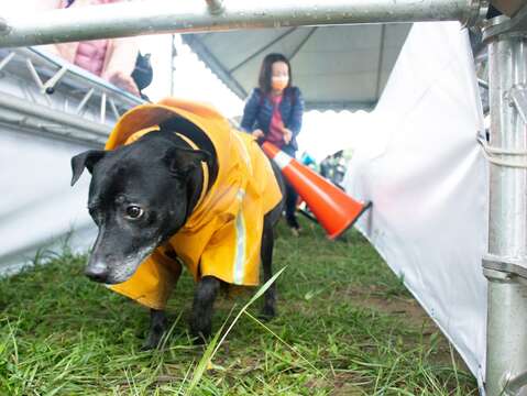 民眾攜愛犬參與狗狗障礙賽跑