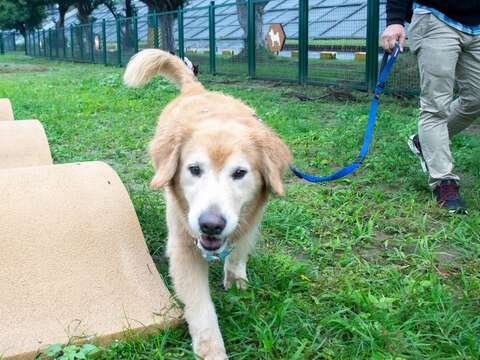 民眾與愛犬利用園區設施盡情遊玩