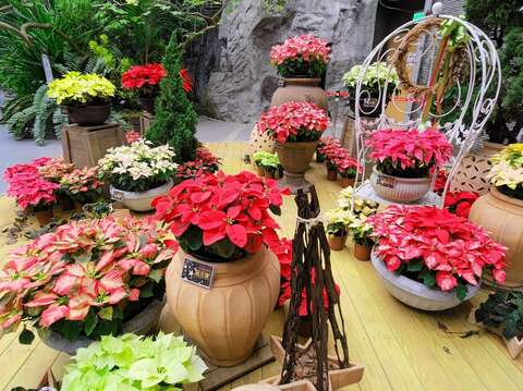 臺北典藏植物園聖誕紅特展 陳坤燦拍攝