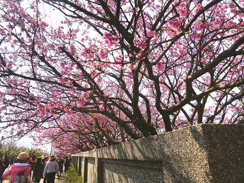 At the end of winter and the beginning of spring, cherry blossoms bloom in Yangmingshan, attracting lots of tourists. (Photo/Yengping)