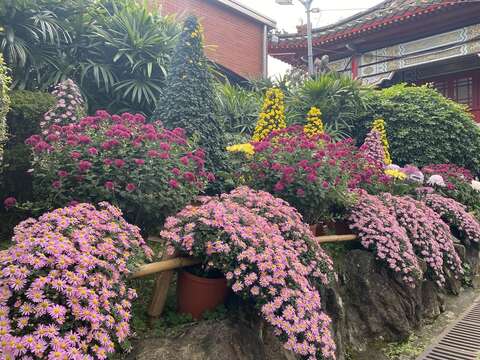 各色造型菊豐富你的視野