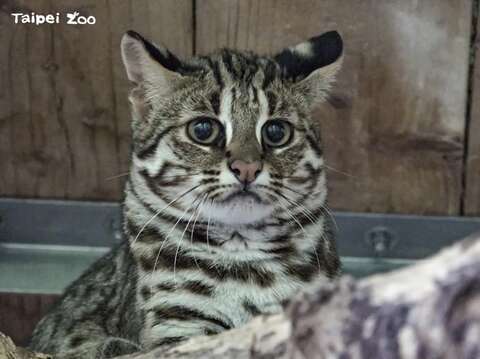 12月12日於貓纜動物園站還設有石虎教育駐站，歡迎大家來到現場，體驗可愛的石虎濾鏡、了解石虎的各種保育知識喔！