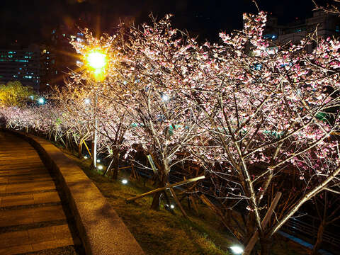 Lohas Cherry Blossom Festival 2022